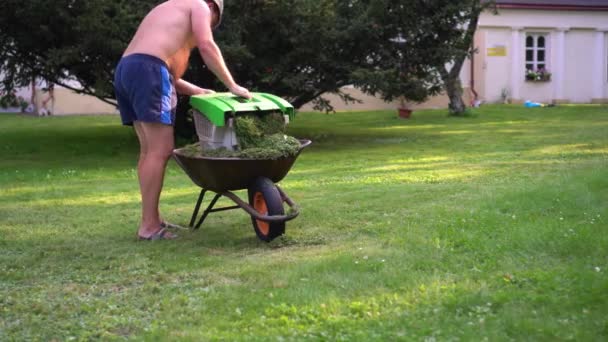 Товстий чоловік-працівник з великим оголеним животом наливає розрізану траву на інвалідну візку — стокове відео
