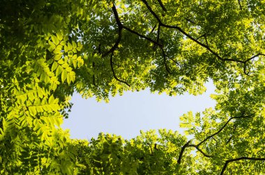 Ağaç dalı ve mavi gökyüzü ile üst görünüm