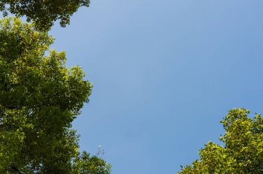 Ağaç dalı ve mavi gökyüzü ile üst görünüm