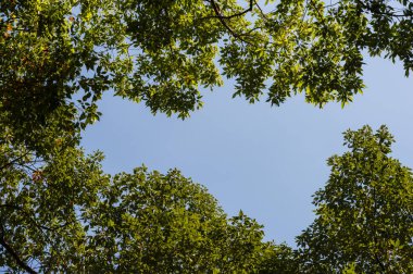 Ağaç dalı ve mavi gökyüzü ile üst görünüm