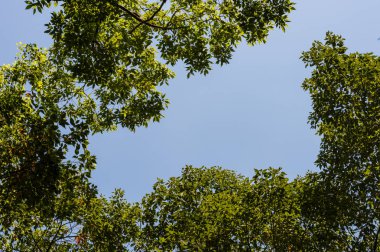 Ağaç dalı ve mavi gökyüzü ile üst görünüm