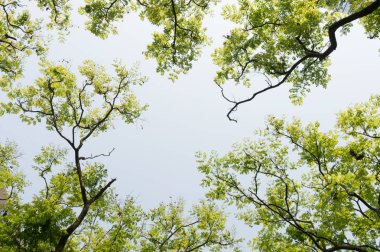 Ağaç dalı ve mavi gökyüzü ile üst görünüm