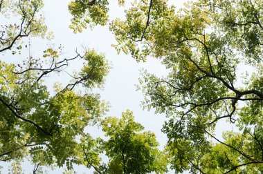 Ağaç dalı ve mavi gökyüzü ile üst görünüm
