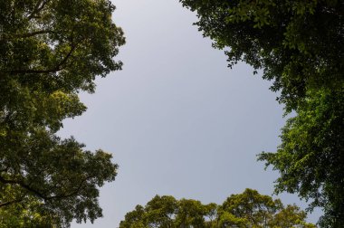 Ağaç dalı ve mavi gökyüzü ile üst görünüm