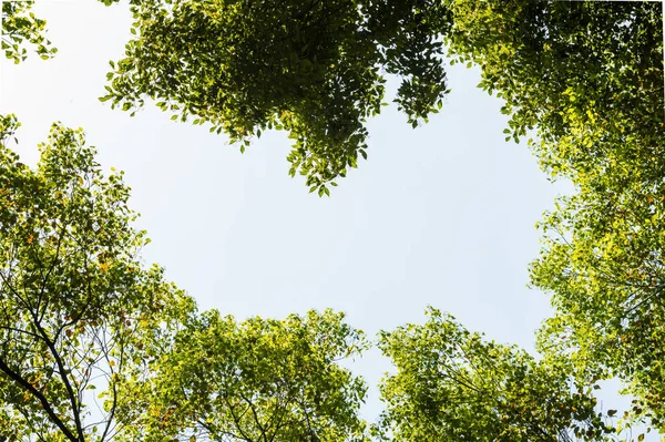 Top view with tree branch and blue sky