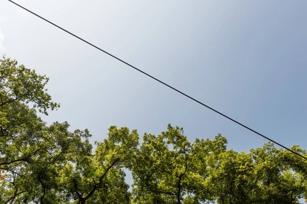 Top view with tree branch and blue sky