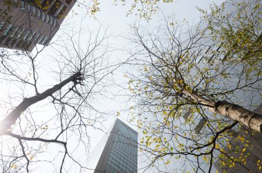 Taze yeşil ve gruplar oluşturma