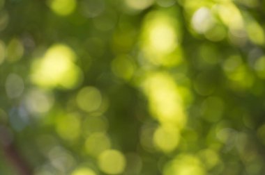 soyut altın bokeh açık renkli