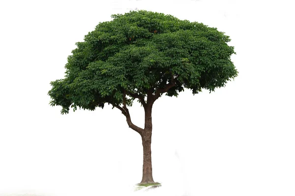 Schöner Grüner Baum Auf Weißem Hintergrund High Definition — Stockfoto