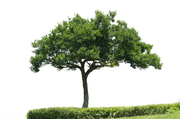 Όμορφο Πράσινο Δέντρο Λευκό Φόντο Υψηλή Ευκρίνεια — Φωτογραφία Αρχείου