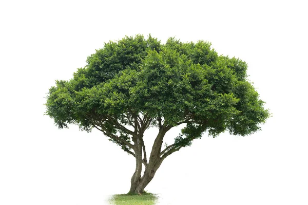 Yüksek Çözünürlüklü Beyaz Arka Planda Tam Yeşil Ağaç — Stok fotoğraf