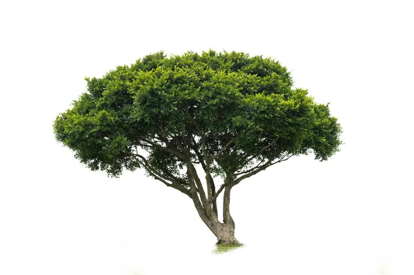 Schöner Grüner Baum Auf Weißem Hintergrund High Definition — Stockfoto