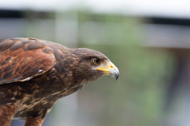 Şahin izole portresi