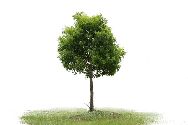 Schöner Grüner Baum Auf Weißem Hintergrund High Definition — Stockfoto