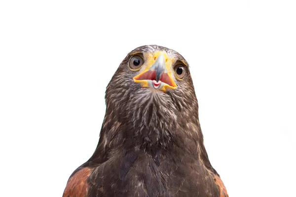 Isolated Portrait Hawk — Stock Photo, Image