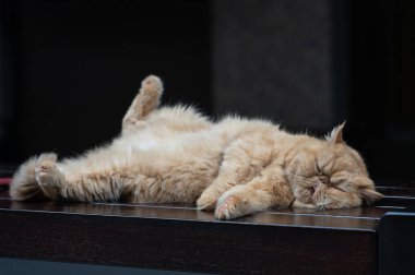 yavru kedi tuhaf bir duruş dinleniyor