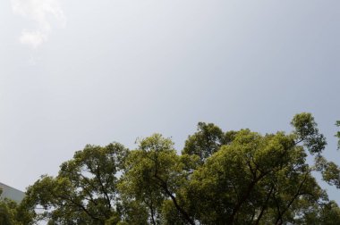 Ağaç dalı ve mavi gökyüzü ile üst görünüm