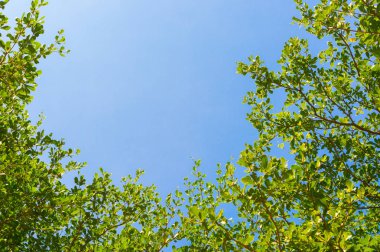 Ağaç dalı ve mavi gökyüzü ile üst görünüm