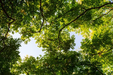 Ağaç dalı ve mavi gökyüzü ile üst görünüm