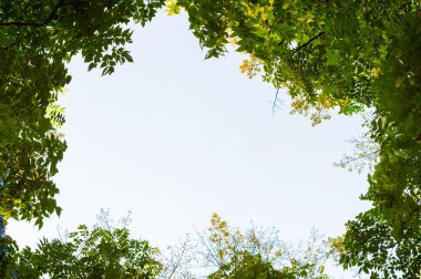 Ağaç dalı ve mavi gökyüzü ile üst görünüm