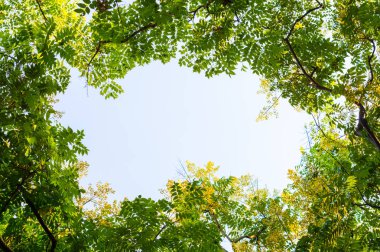 Ağaç dalı ve mavi gökyüzü ile üst görünüm