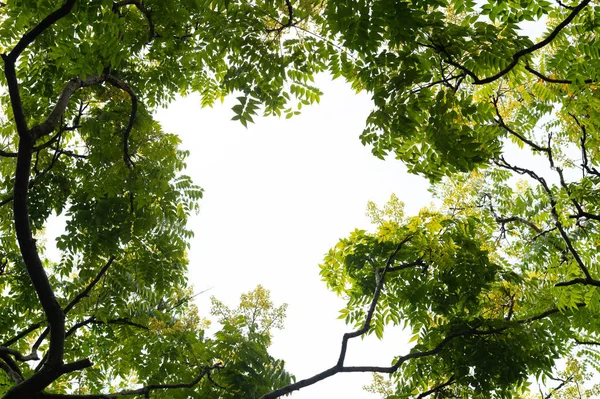 Bovenaanzicht Met Boomtak Blauwe Lucht — Stockfoto