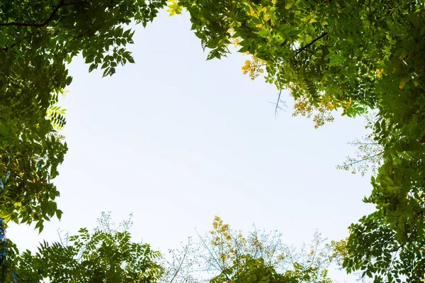 Ağaç dalı ve mavi gökyüzü ile üst görünüm