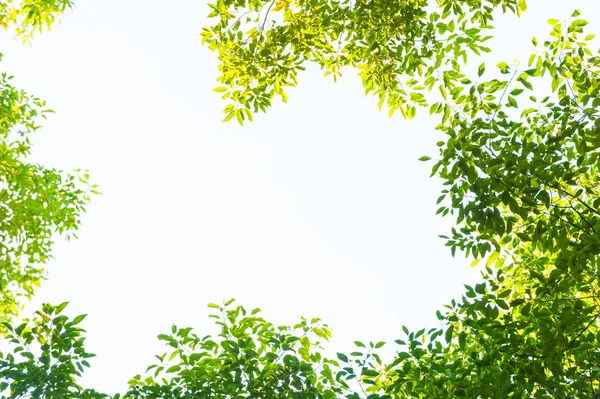 Top view with tree branch and blue sky