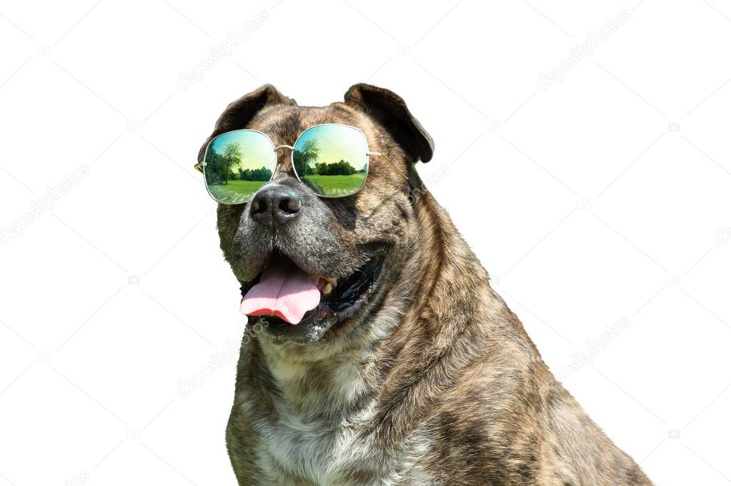 Happy dog with sunglasses, Pit bull, amstaff, stafford in the park.