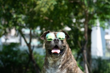 Güneş gözlüğü, pitbul, amstaff, parkta stafford ile mutlu köpek.