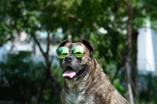 Happy dog with sunglasses, Pit bull, amstaff, stafford in the park.