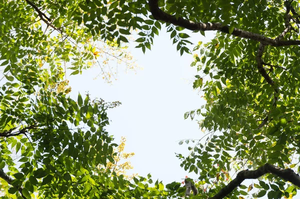 Top view with tree branch and blue sky