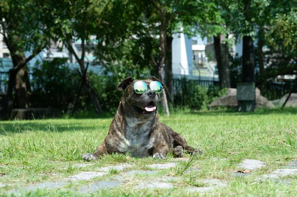 Güneş Gözlüğü Pitbul Amstaff Parkta Stafford Ile Mutlu Köpek — Stok fotoğraf