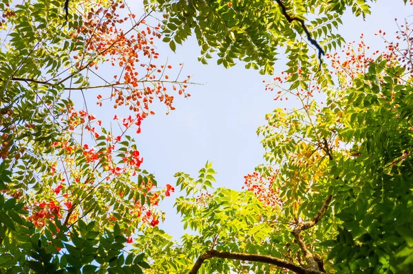 Top view with tree branch and blue sky