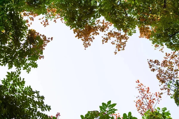 Top view with tree branch and blue sky