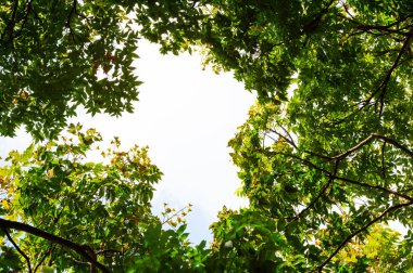 Ağaç dalı ve mavi gökyüzü ile üst görünüm