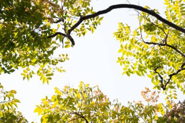 Ağaç dalı ve mavi gökyüzü ile üst görünüm