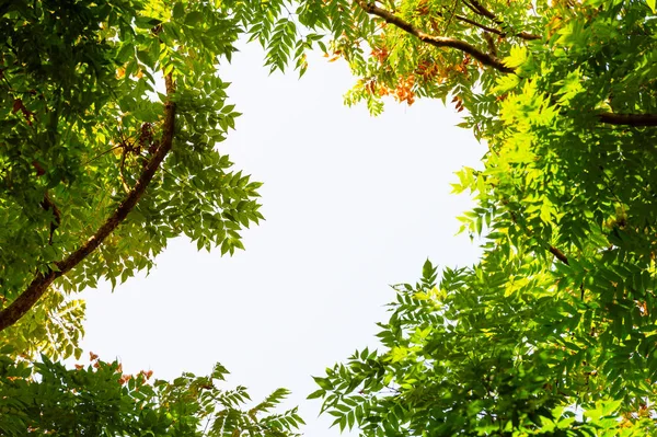 Вид Сверху Веткой Дерева Голубым Небом — стоковое фото
