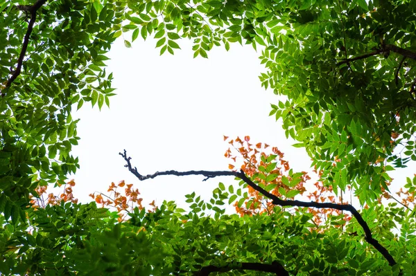 Bovenaanzicht Met Boomtak Blauwe Lucht — Stockfoto