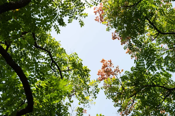 Top view with tree branch and blue sky