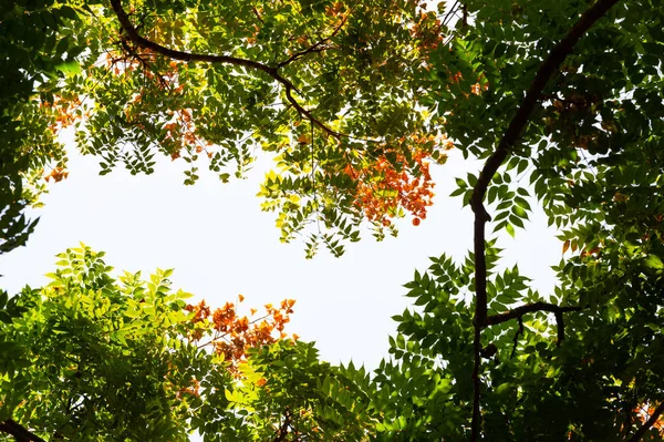 Top view with tree branch and blue sky