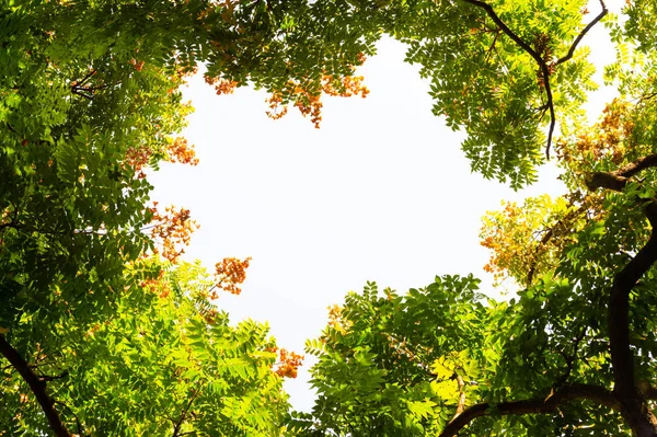 Top view with tree branch and blue sky