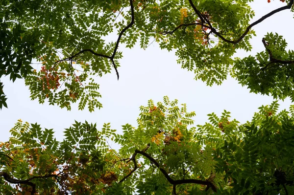 Bovenaanzicht Met Boomtak Blauwe Lucht — Stockfoto