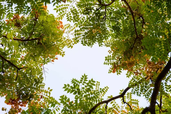 Top view with tree branch and blue sky