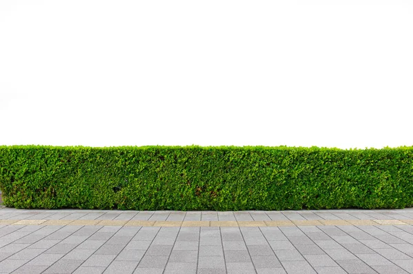 Green Hedge Green Leaves Wall Isolado — Fotografia de Stock