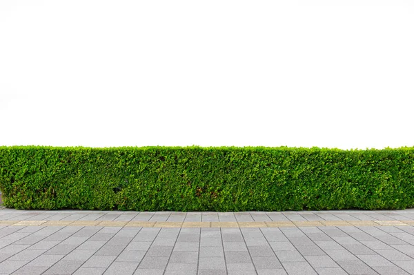 Green Hedge Atau Green Leaves Wall Isolasi — Stok Foto