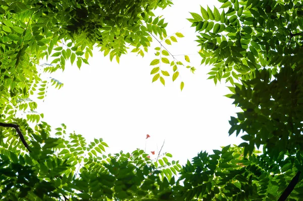 Top View Tree Branch Blue Sky — Stock Photo, Image