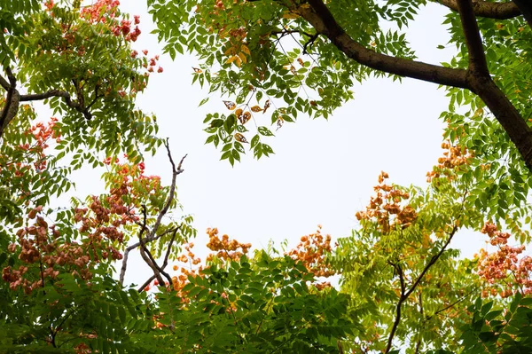 Top view with tree branch and blue sky