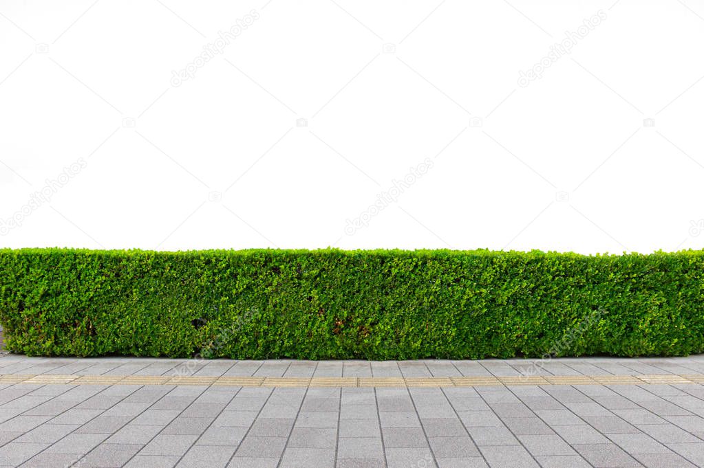 Green hedge or Green Leaves Wall on isolated