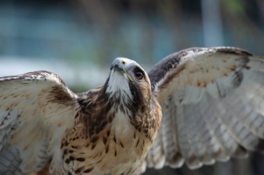 bulanık arka plan üzerinde şahin